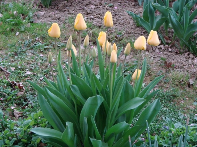 tulipani žuti